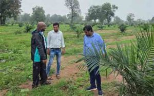  ऑयल पाम की खेती से बदली किसानों की तकदीर