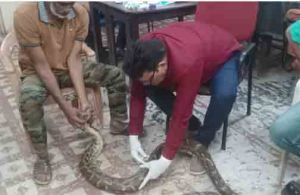 गंगरेल के जंगलों से गहरे जख्मों के साथ रेस्क्यू हुआ अजगर