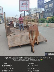 रायपुर नगर निगम द्वारा अभियान चलाकर निगम क्षेत्र में आवारा मवेशियों की सड़कों से निरन्तर धरपकड़