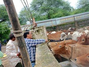 महापौर के निर्देश पर जोन स्वास्थ्य अधिकारियों ने फुण्डहर गोधाम का किया निरीक्षण