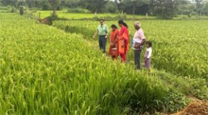  उप संचालक ने किया डिजिटल क्रॉप सर्वे का मौके पर सत्यापन