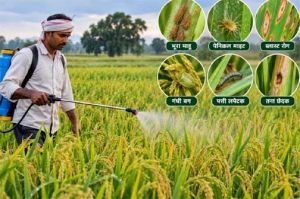  लगातार वर्षा को देखते हुए किसानों को फसलों में कीट एवं रोग प्रबंधन की सलाह