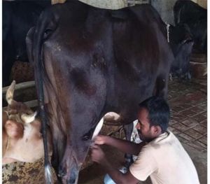  राष्ट्रीय कृत्रिम गर्भाधान कार्यक्रम से बदली योहिनापाली के नीलाम्बर की किस्मत