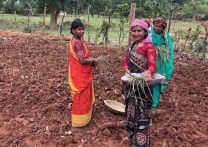  लेमन ग्रास की खुशबू से महक रही आत्मनिर्भरता, जीपीएम की महिलाएं बढ़ रहीं &lsquo;लखपति दीदी&rsquo; बनने की राह पर