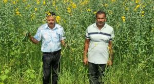  धान की जगह सन की खेती, लैलूंगा के किसानों ने बदली खेती की राह