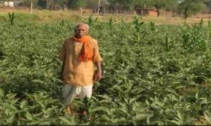 धान की पारंपरिक खेती से आगे बढ़कर फागूराम ने अपनाई ग्राफ्टेड बैंगन की खेती, मुनाफे में हुई 20 हजार रुपये की बढ़ोतरी धान की पारंपरिक खेती से आगे बढ़कर फागूराम ने अपनाई ग्राफ्टेड बैंगन की खेती, मुनाफे में हुई 20 हजार रुपये की बढ़ोतरी