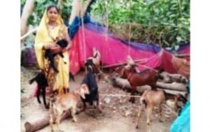 बकरी पालन से आत्मनिर्भर बनीं किकिरमेटा की ज्योति निषाद