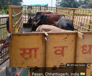 रायपुर नगर निगम जोन 8 क्षेत्र में प्रमुख सड़कों में आवारा मवेशियों की धरपकड़