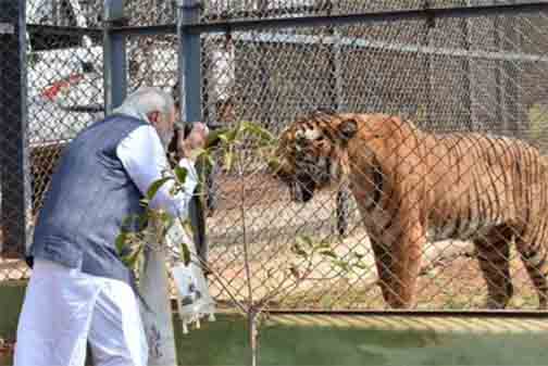 प्रकृति और वन्यजीव संरक्षण का अनूठा संगम है नंदनवन जंगल सफारी प्रकृति और वन्यजीव संरक्षण का अनूठा संगम है नंदनवन जंगल सफारी