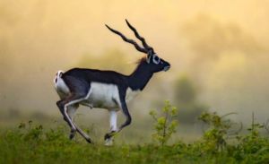 पारिस्थितिकी बहाली का छत्तीसगढ़ मॉडल - 'बारनवापारा में काले हिरणों की वापसी'
