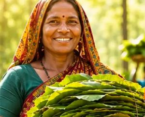  23,723 तेन्दूपत्ता संग्राहक परिवारों को मिलेगा 3.92 करोड़ रुपये का बोनस