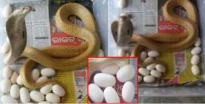 अंडे देता कोबरा हुआ रिकॉर्ड, फिर जो हुआ वो होश उड़ाने वाला