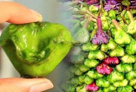 ठंड के मौसम में इस वक्त खाना शुरू करें ये चीज ठंड के मौसम में इस वक्त खाना शुरू करें ये चीज