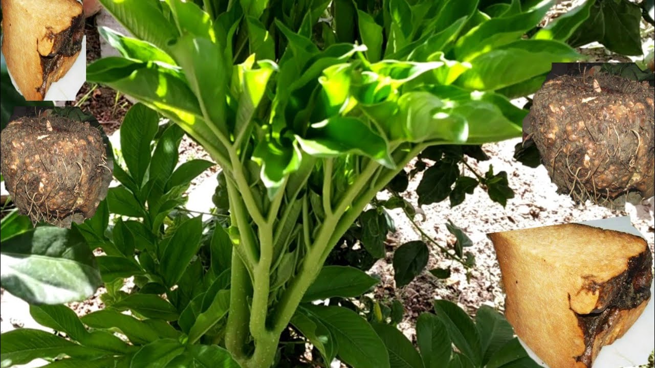 गैस, एसिडिटी, कब्ज और अपच से परेशान हैं तो भोजन में शामिल करेंं ये कंद..... गैस, एसिडिटी, कब्ज और अपच से परेशान हैं तो भोजन में शामिल करेंं ये कंद.....