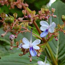 भारंगी के उपयोग से सेहत को होते हैं ये 6 फायदे, जानें इसके नुकसान भी भारंगी के उपयोग से सेहत को होते हैं ये 6 फायदे, जानें इसके नुकसान भी