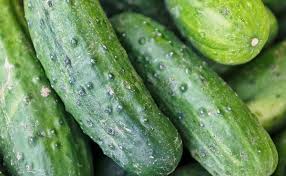 खीरे की कड़वाहट कहीं बन जाए जहर! खीरे की कड़वाहट कहीं बन जाए जहर!