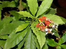 कई औषधीय गुणों से भरपूर है सर्पगंधा जड़ी-बूटी,.... कई औषधीय गुणों से भरपूर है सर्पगंधा जड़ी-बूटी,....