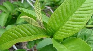 प्राकृतिक दर्द निवारक हैं ये पत्तियां