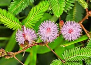गजब की औषधि है लाजवन्ती (छुई मुई)