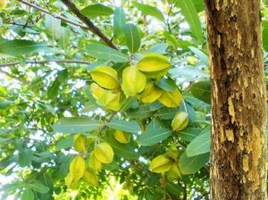 हृदय के लिए शक्तिवर्धक है अर्जुन की छाल, और भी हैं औषधीय गुण
