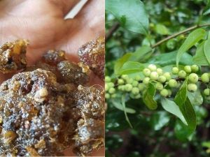  विटामिन, एंटीऑक्सिडेंट से भरपूर गुग्गुल करे कई रोगों का उपचार