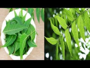 सुबह खाली पेट नीम की पत्तियां चबाने से सेहत को मिलते हैं ये 5 हैरान करने वाले फायदे