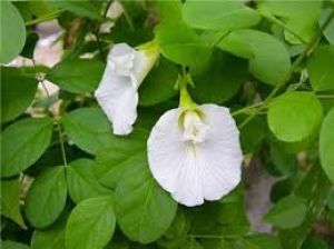  शारीरिक दुर्बलता जैसी समस्याओं में बेहद फायदेमंद है सफेद अपराजिता