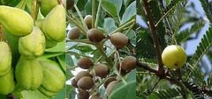 त्रिफला के हैं अनेक फायदे, लेकिन अधिक मात्रा में सेवन नुकसान भी पहुंचा सकता है...... 