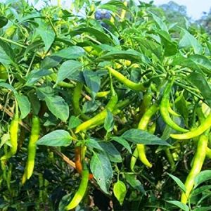   सेहत के लिए बहुत फायदेमंद है हरी मिर्च, इन बीमारियों से करे बचाव