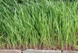 औषधीय गुणों से भरपूर है कुश, अनेक बीमारियों में दिलाए राहत