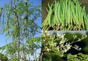 सहजन यानि मुनगे की सब्जी, स्वाद के साथ रखे सेहत का ख्याल...