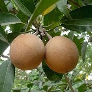 तनाव और वजन घटाने के साथ खूबसूरती बरकरार रखेगा चीकू 