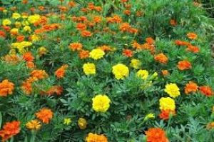   गेंदे के फूल से दूर हो सकती है गुखरू, डैंड्रफ और अपच जैसी कई समस्याएं... 