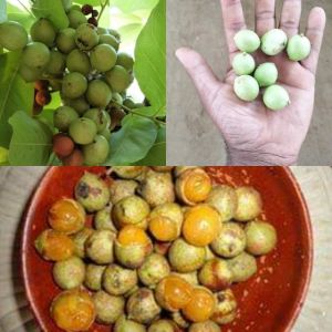   कई रोगों के उपचार में सहायक है कुसुम फल  
