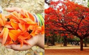   'पलाश के फूलों ' में हैं कई औषधीय गुण .. ऐसे करें इस्तेमाल