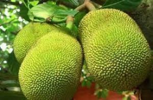  हफ्ते में एक बार कटहल की सब्जी खाने के फायदे जानकर चौंक जाएंगे आप