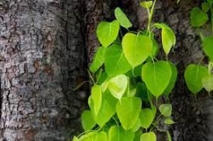 एक औषधीय पौधा भी है पीपल....रोग प्रतिरोधक क्षमता बढ़ाने में सहायक