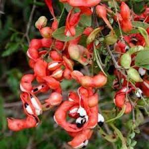 क्या आपने खाई है जंगल जलेबी? होते हैं ये 5 फायदे