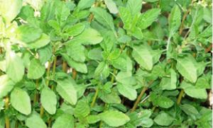  चौलाई के फायदे अगर जान गए तो रोज खाएंगे 