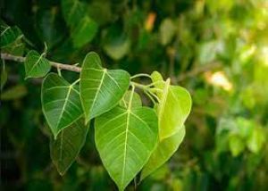    फेफड़ों के लिए फायदेमंद होते हैं पीपल के पत्ते... जाने इसके चमत्कारिक फायदे