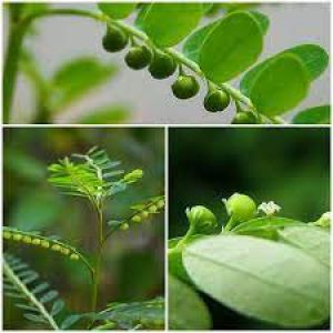  एंटीवायरल गुणों से भरपूर है भुई आंवला... जानें उपयोग का तरीका