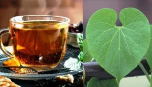  सेहत के लिए बेहद लाभकारी गिलोय का काढ़ा, घर बैठे ऐसे करें तैयार