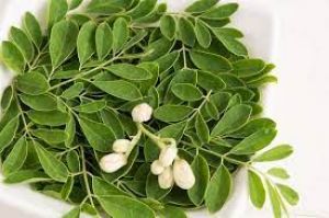  इस पत्ती में है हाई ब्लड प्रेशर कंट्रोल करने के गुण... ऐसे करें इस्तेमाल