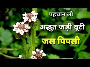   इन बीमारियों में बहुत लाभकारी है जल पिप्पली...ऐसे करें उपयोग