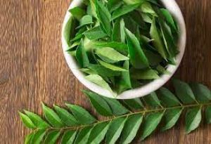 सुबह खाली पेट चबा लें बस इतने पत्ते, जड़ से खत्म हो जाएगी ये बीमारी