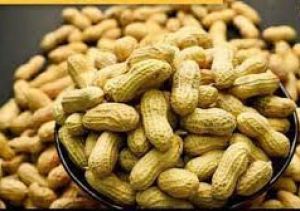 सेहत के लिए फायदेमंद है मूंगफली