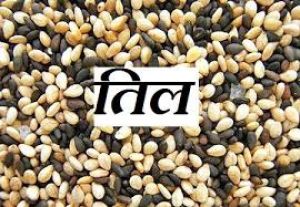 तिल खाने के हैं ये फायदे, बीपी से लेकर शुगर तक सब रहता है नियंत्रित
