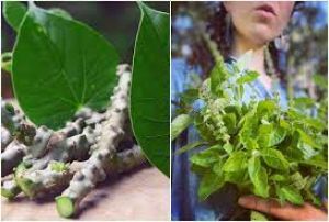  बलगम वाली खांसी से हैं परेशान तो, पिएं ये 5 ड्रिंक्स