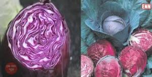 लाल पत्ता गोभी खाने से सेहत को मिलते हैं ये लाभ.... लाल पत्ता गोभी खाने से सेहत को मिलते हैं ये लाभ....