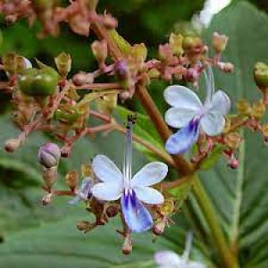 भारंगी के उपयोग से सेहत को होते हैं ये 6 फायदे, जानें इसके नुकसान भी भारंगी के उपयोग से सेहत को होते हैं ये 6 फायदे, जानें इसके नुकसान भी